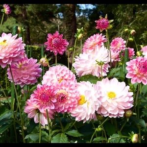 Meet your Posher, Tanya